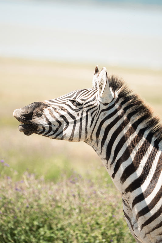 Zebra Headshot