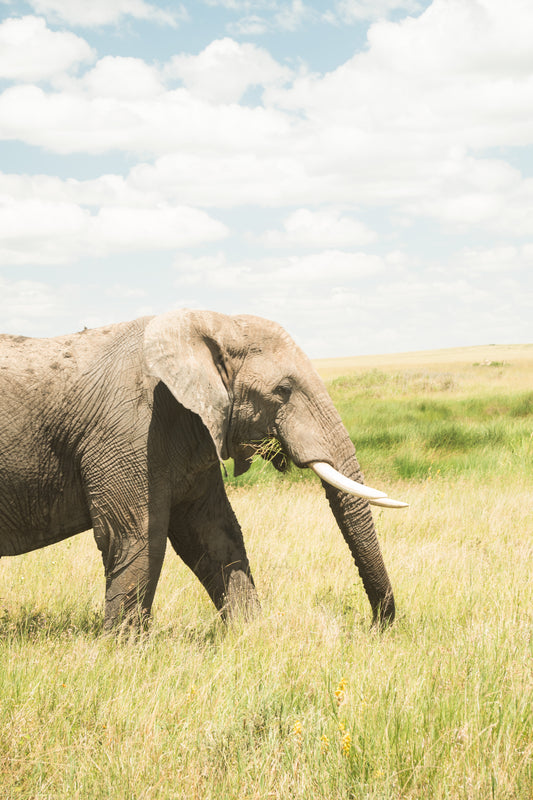 Elephant headshot